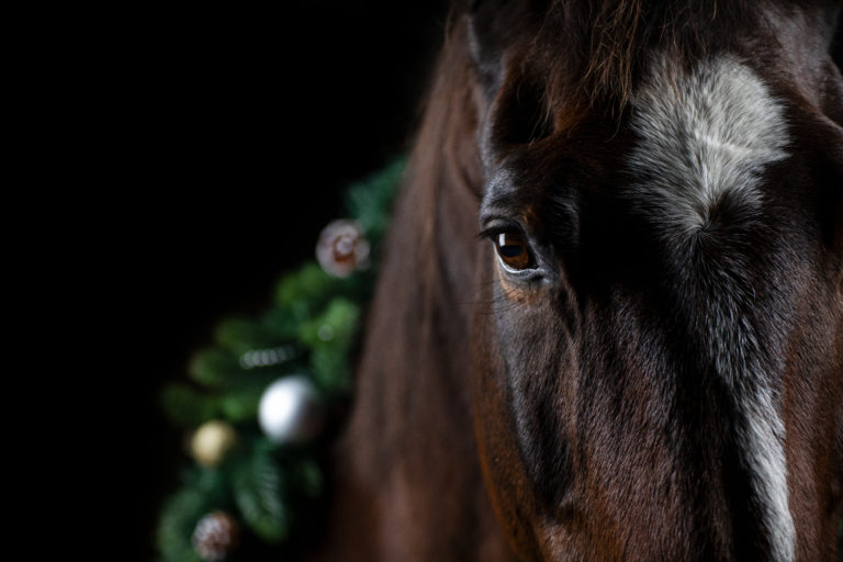 Pferde Auge mit Weihnachtskranz beim Fotoshooting mit Janine Anstoots Fotografie in Uelzen