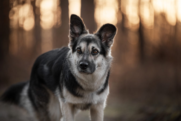Hund steht im Wald beim Fotoshooting mit Janine Anstoots Fotografie in Bad Bodenteich