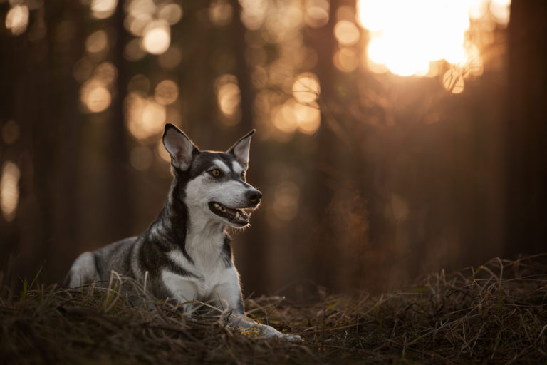 Hund liegt im Wald beim Fotoshooting mit Janine Anstoots Fotografie in Bad Bodenteich